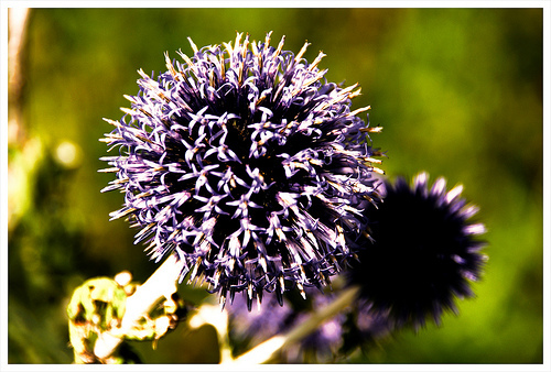 Tumblr_kqomsygxed1qzrr7po1_500