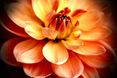 Orange_dahlia