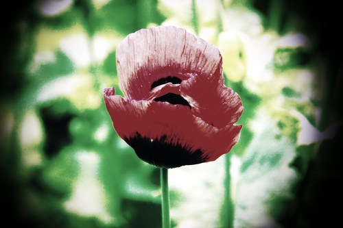 Poppy